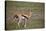 Thomson's Gazelle (Gazella Thomsonii) Female Giving Birth-James Hager-Stretched Canvas