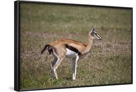 Thomson's Gazelle (Gazella Thomsonii) Female Giving Birth-James Hager-Framed Photographic Print