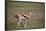 Thomson's Gazelle (Gazella Thomsonii) Female Giving Birth-James Hager-Framed Photographic Print