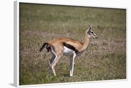 Thomson's Gazelle (Gazella Thomsonii) Female Giving Birth-James Hager-Framed Photographic Print