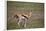 Thomson's Gazelle (Gazella Thomsonii) Female Giving Birth-James Hager-Framed Photographic Print