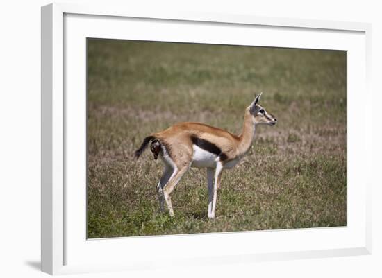 Thomson's Gazelle (Gazella Thomsonii) Female Giving Birth-James Hager-Framed Photographic Print