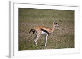 Thomson's Gazelle (Gazella Thomsonii) Female Giving Birth-James Hager-Framed Photographic Print