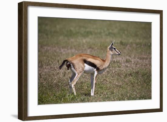 Thomson's Gazelle (Gazella Thomsonii) Female Giving Birth-James Hager-Framed Photographic Print