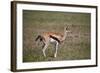 Thomson's Gazelle (Gazella Thomsonii) Female Giving Birth-James Hager-Framed Photographic Print