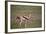 Thomson's Gazelle (Gazella Thomsonii) Female Giving Birth-James Hager-Framed Photographic Print