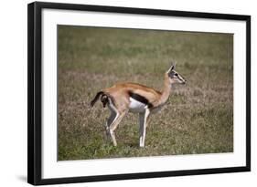 Thomson's Gazelle (Gazella Thomsonii) Female Giving Birth-James Hager-Framed Photographic Print