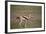 Thomson's Gazelle (Gazella Thomsonii) Female Giving Birth-James Hager-Framed Photographic Print