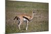 Thomson's Gazelle (Gazella Thomsonii) Female Giving Birth-James Hager-Mounted Photographic Print