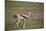 Thomson's Gazelle (Gazella Thomsonii) Female Giving Birth-James Hager-Mounted Photographic Print