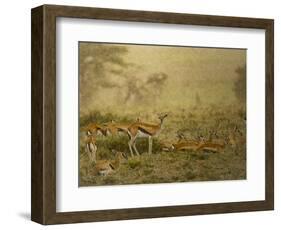 Thomson's gazelle herd, Serengeti National Park, Tanzania-Sandesh Kadur-Framed Photographic Print