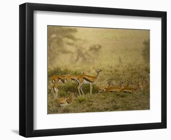 Thomson's gazelle herd, Serengeti National Park, Tanzania-Sandesh Kadur-Framed Photographic Print