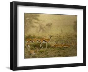 Thomson's gazelle herd, Serengeti National Park, Tanzania-Sandesh Kadur-Framed Photographic Print