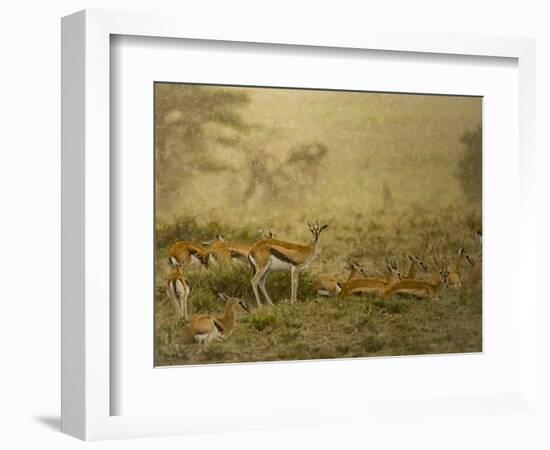 Thomson's gazelle herd, Serengeti National Park, Tanzania-Sandesh Kadur-Framed Photographic Print