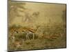 Thomson's gazelle herd, Serengeti National Park, Tanzania-Sandesh Kadur-Mounted Photographic Print