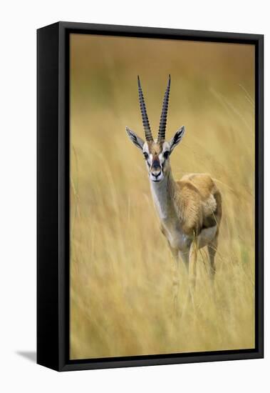 Thomson's Gazelle Male Standing in Long Grass-null-Framed Stretched Canvas