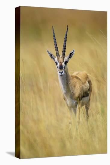 Thomson's Gazelle Male Standing in Long Grass-null-Stretched Canvas