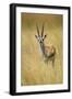 Thomson's Gazelle Male Standing in Long Grass-null-Framed Premium Photographic Print