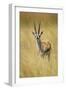 Thomson's Gazelle Male Standing in Long Grass-null-Framed Premium Photographic Print