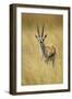 Thomson's Gazelle Male Standing in Long Grass-null-Framed Photographic Print