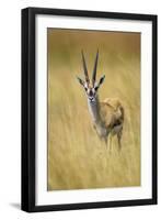 Thomson's Gazelle Male Standing in Long Grass-null-Framed Photographic Print