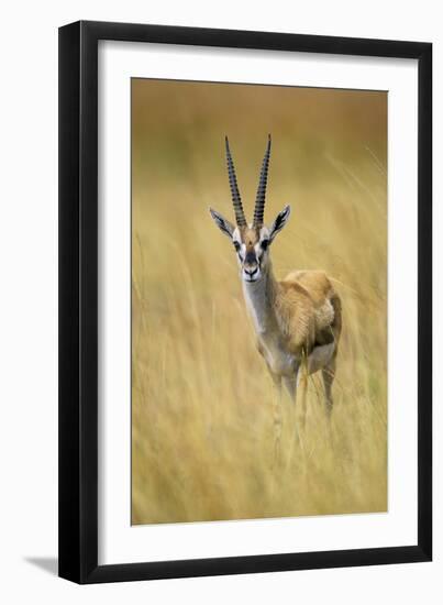 Thomson's Gazelle Male Standing in Long Grass-null-Framed Photographic Print