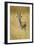 Thomson's Gazelle Male Standing in Long Grass-null-Framed Photographic Print