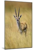 Thomson's Gazelle Male Standing in Long Grass-null-Mounted Photographic Print