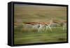 Thomson's Gazelle-null-Framed Stretched Canvas