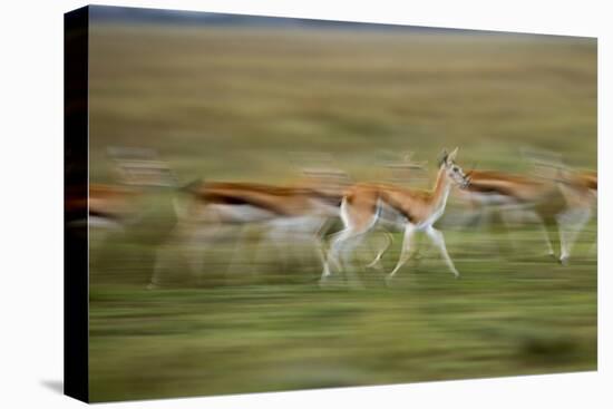 Thomson's Gazelle-null-Stretched Canvas