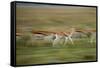 Thomson's Gazelle-null-Framed Stretched Canvas