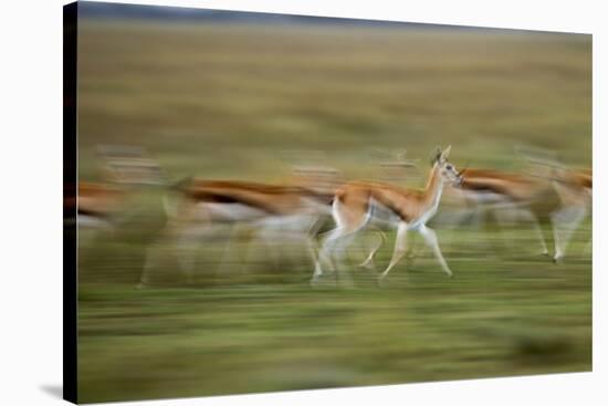 Thomson's Gazelle-null-Stretched Canvas