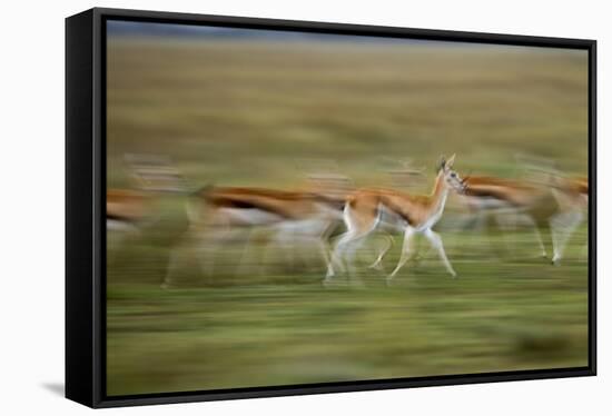 Thomson's Gazelle-null-Framed Stretched Canvas