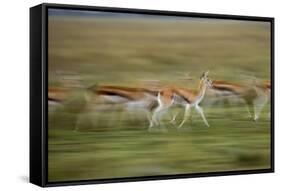 Thomson's Gazelle-null-Framed Stretched Canvas