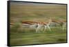 Thomson's Gazelle-null-Framed Stretched Canvas