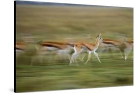 Thomson's Gazelle-null-Stretched Canvas