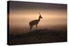 Thomson's Gazelle-null-Stretched Canvas