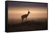 Thomson's Gazelle-null-Framed Stretched Canvas