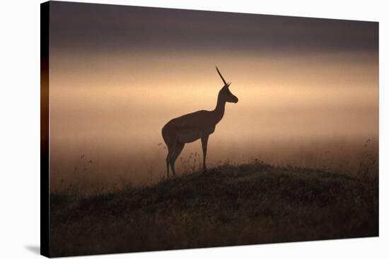 Thomson's Gazelle-null-Stretched Canvas
