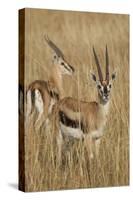 Thomson's Gazelle-Hal Beral-Stretched Canvas