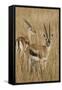 Thomson's Gazelle-Hal Beral-Framed Stretched Canvas