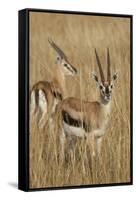 Thomson's Gazelle-Hal Beral-Framed Stretched Canvas