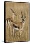 Thomson's Gazelle-Hal Beral-Framed Stretched Canvas