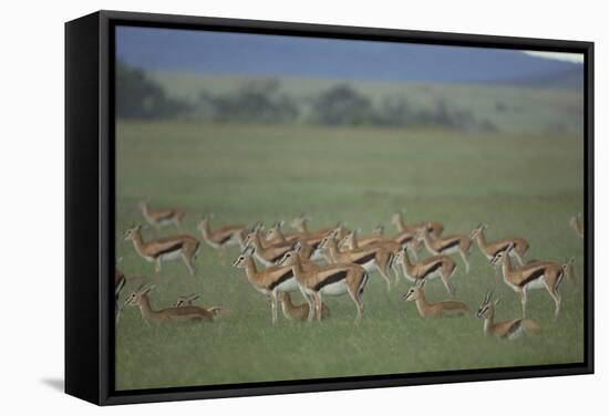 Thomson's Gazelle-DLILLC-Framed Stretched Canvas