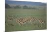 Thomson's Gazelle-DLILLC-Mounted Premium Photographic Print