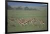 Thomson's Gazelle-DLILLC-Framed Premium Photographic Print