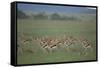 Thomson's Gazelle-DLILLC-Framed Stretched Canvas