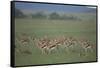 Thomson's Gazelle-DLILLC-Framed Stretched Canvas