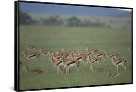Thomson's Gazelle-DLILLC-Framed Stretched Canvas