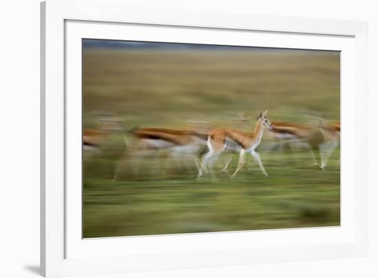 Thomson's Gazelle-null-Framed Photographic Print